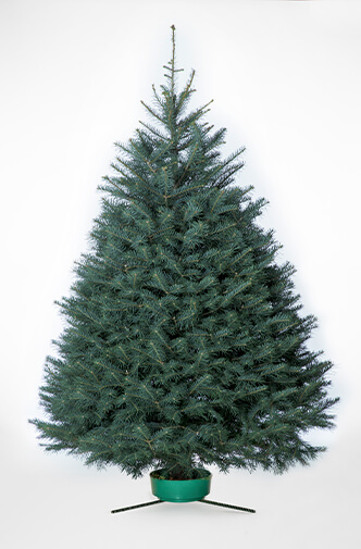 Concolor Fir