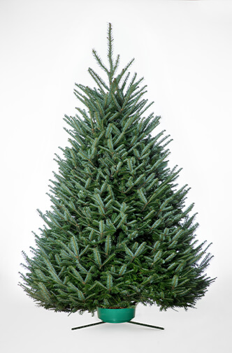 Fraser Fir
